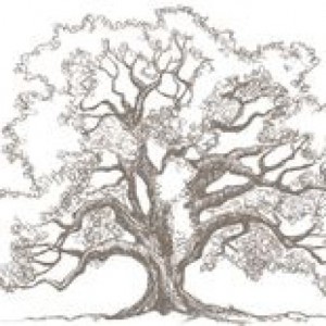 cropped-iroko.jpg