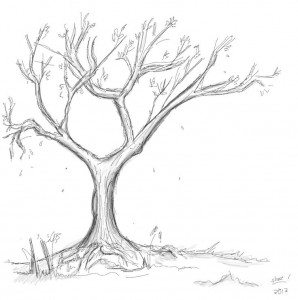iroko2